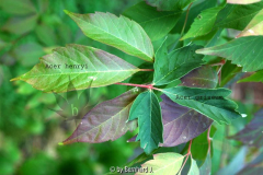 Unterschied Acer griseum - Acer henryi