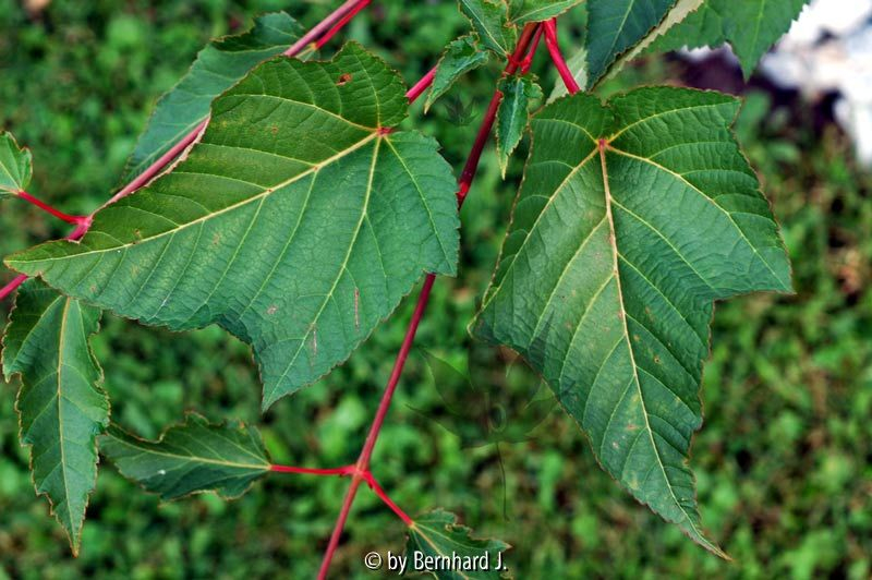 Acer capillipes