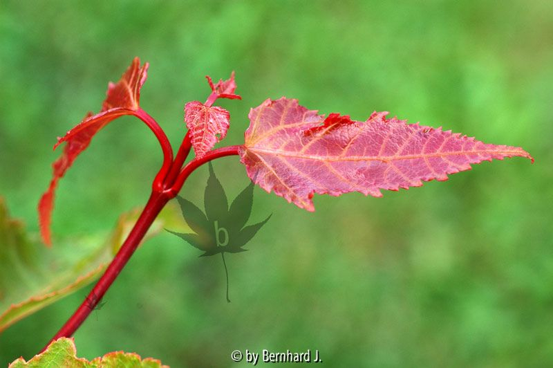 Acer capillipes