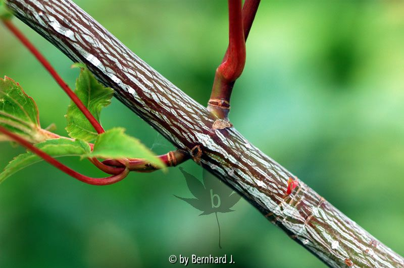 Acer capillipes