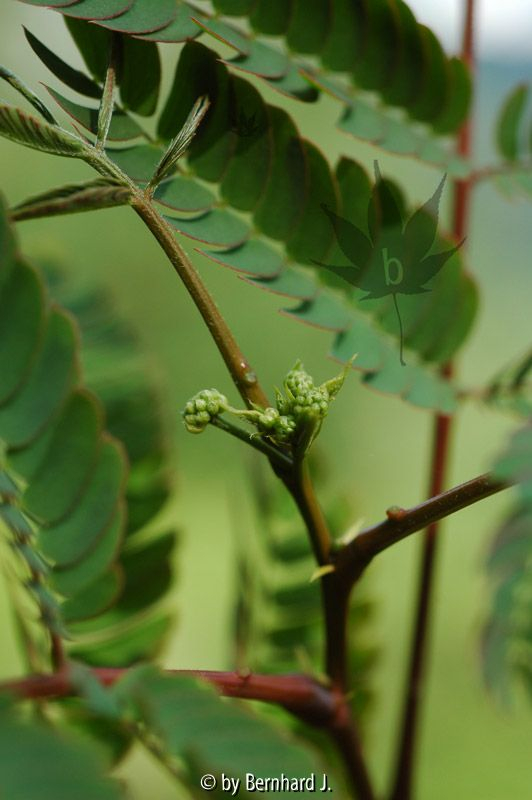 Albizia julibrissin