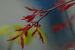 Acer 1 04-04-2009