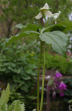 Trillium flexipes