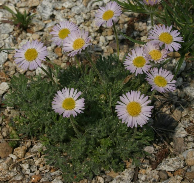 namenlos Erigeron?