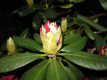 Rhododendron 1