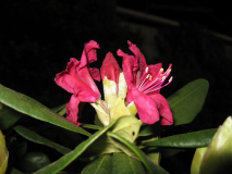 Rhododendron 2