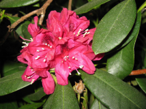 Rhododendron 3