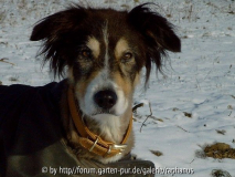 Gizmo im Januar 09