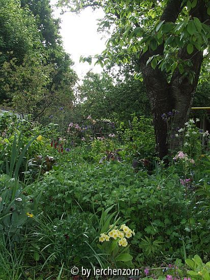 Blick in den Garten im Mai