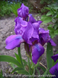 Iris unbekannt-2