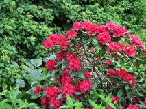 Rhododendron 4