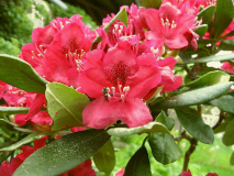 Rhododendron Wespe 1