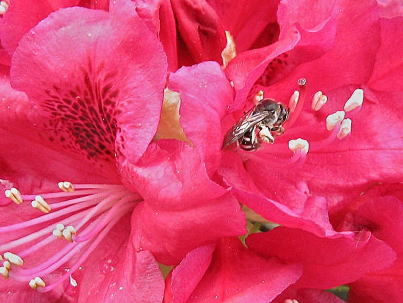 Rhododendron Wespe 2