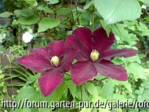 clematis niobe 2.jpg