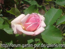 moschusrose felicia cornelia.jpg