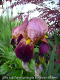 Iris altrosa-braunrot