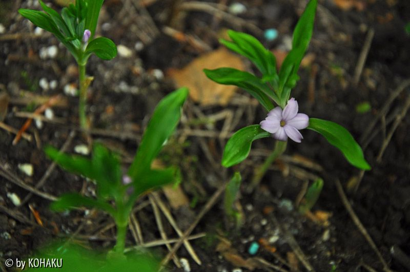 Polygonatum hookeri