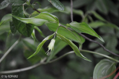 Disporum cantoniense Aureovariegatum