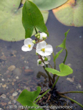 Sagittaria sinensis _Bloom_n Baby