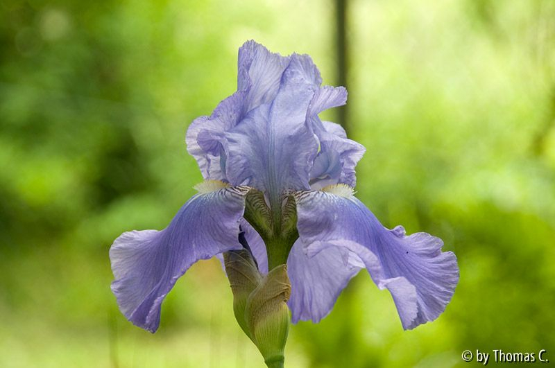 Irisblüte hellblau