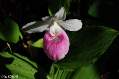 Cypripedium reginae