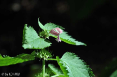 Lamium orvala