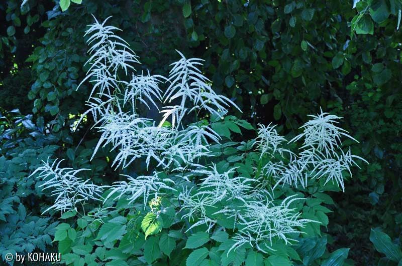 Aruncus