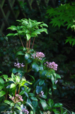 Kalmia latifolia(?)