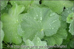 23_Mai 2009 (35),kl_17,Alchemilla mollis