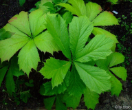 Rodgersia podophylla Pagode