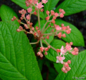 Blüte Rodgersia aesculifolia