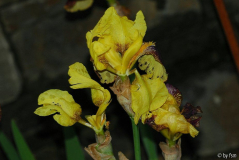 Iris 1 25-05-2009