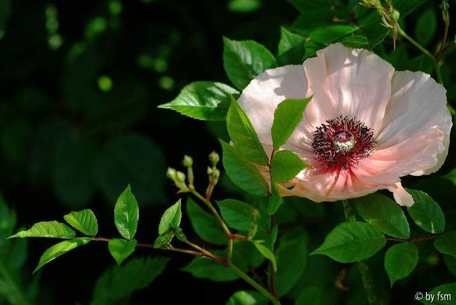 Papaver 1 25-05-2009