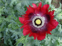 Mohn 1