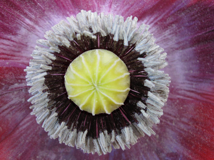 Mohn Detail