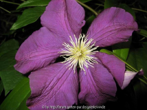 Clematis_1