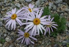 Chrysanthemum weyrichii