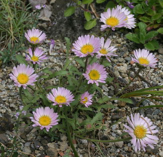 Machaeranthera=Aster coloradensis