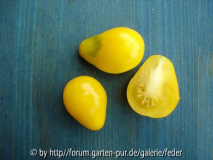 Frucht von Yellow Pearshaped