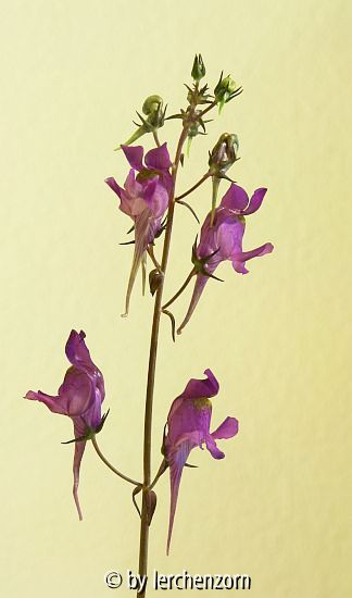 Vogelträger (Linaria triornithophora)