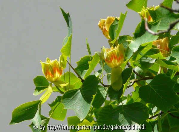 Tulpenbaum Blüte