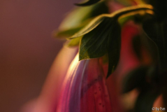 Digitalis 1 12-06-2009