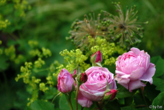 Rosa Comte de Chambord 1 12-06-2009