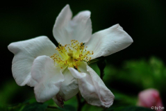 Rosa Sancta 1 12-06-2009