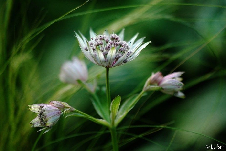 Astrantia 1 12-06-2009