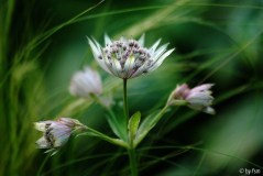 Astrantia 1 12-06-2009