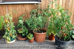 Tomaten 13.6.2009 S-Terrasse