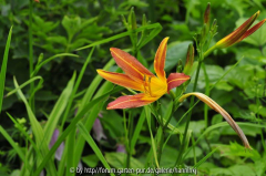 Hemerocallis multiflorum kreuzung