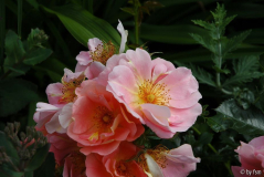 Rosa X 2 19-06-2009