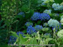 Blaue Hortensie mit Mondviole und Wolfsm